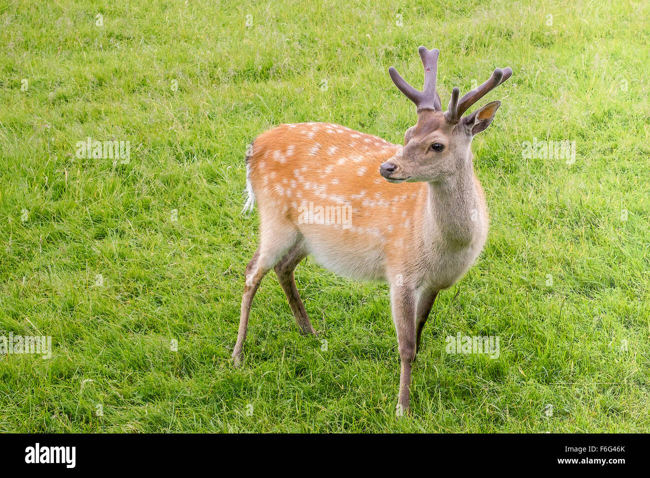 Sika Rotwild (Cervus Nippon) Hirsch UK Stockfoto