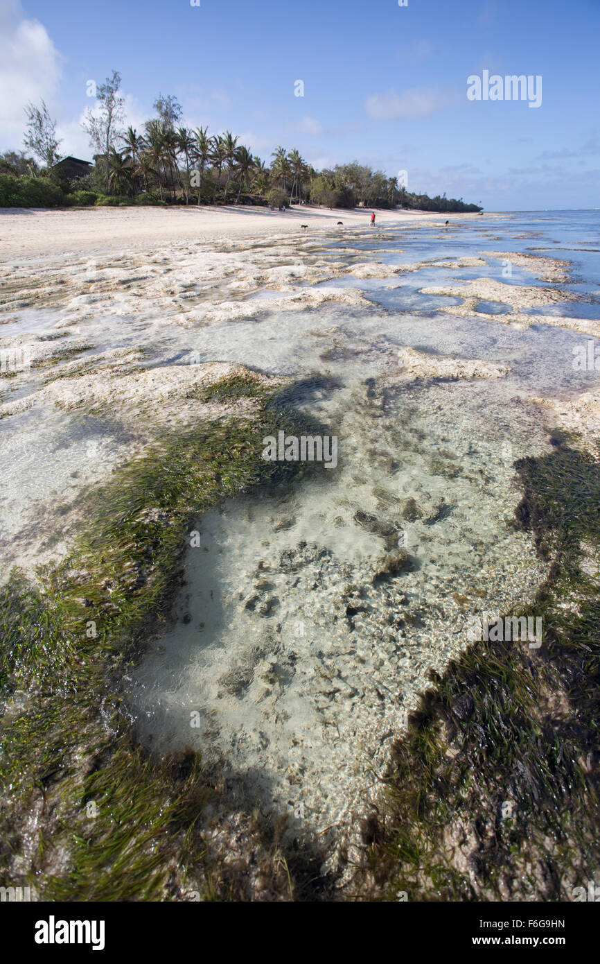Riff mit Fels-Pools bei Ebbe aus Mombasa Kenia Stockfoto