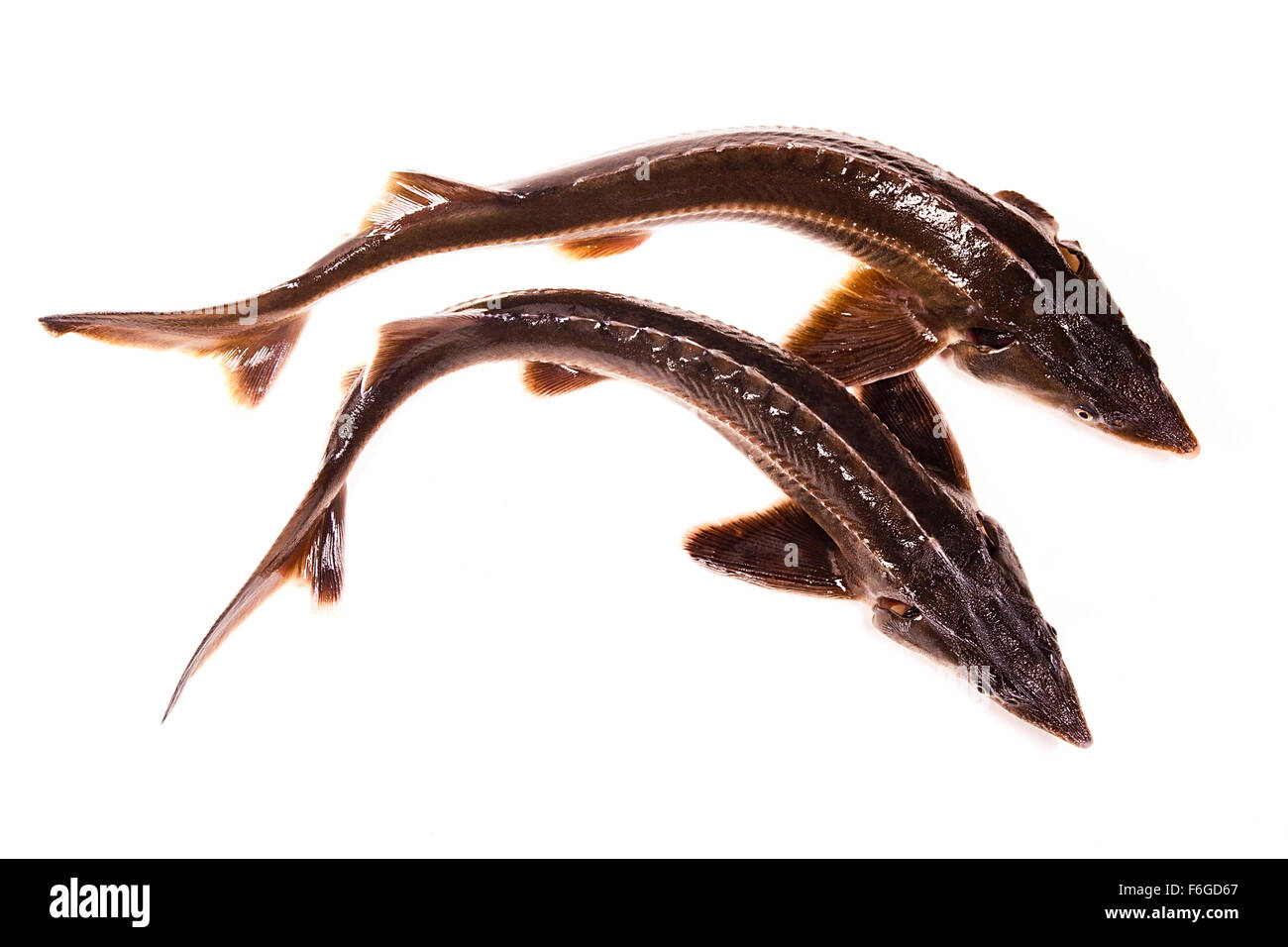 Zwei frische kleine Stör Fisch isoliert auf weißem Hintergrund. Frische Starlet Fisch gerade aus dem Wasser genommen. Stockfoto