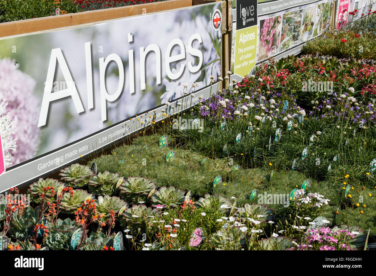 Alpine Pflanzen auf dem Display in ein Gartencenter in Großbritannien Stockfoto