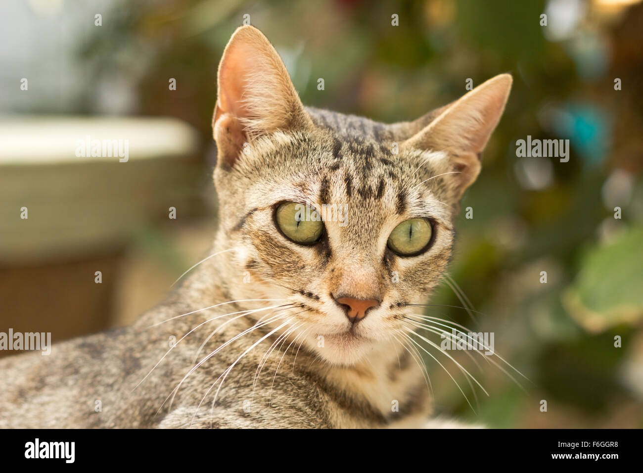 Katze Stockfoto