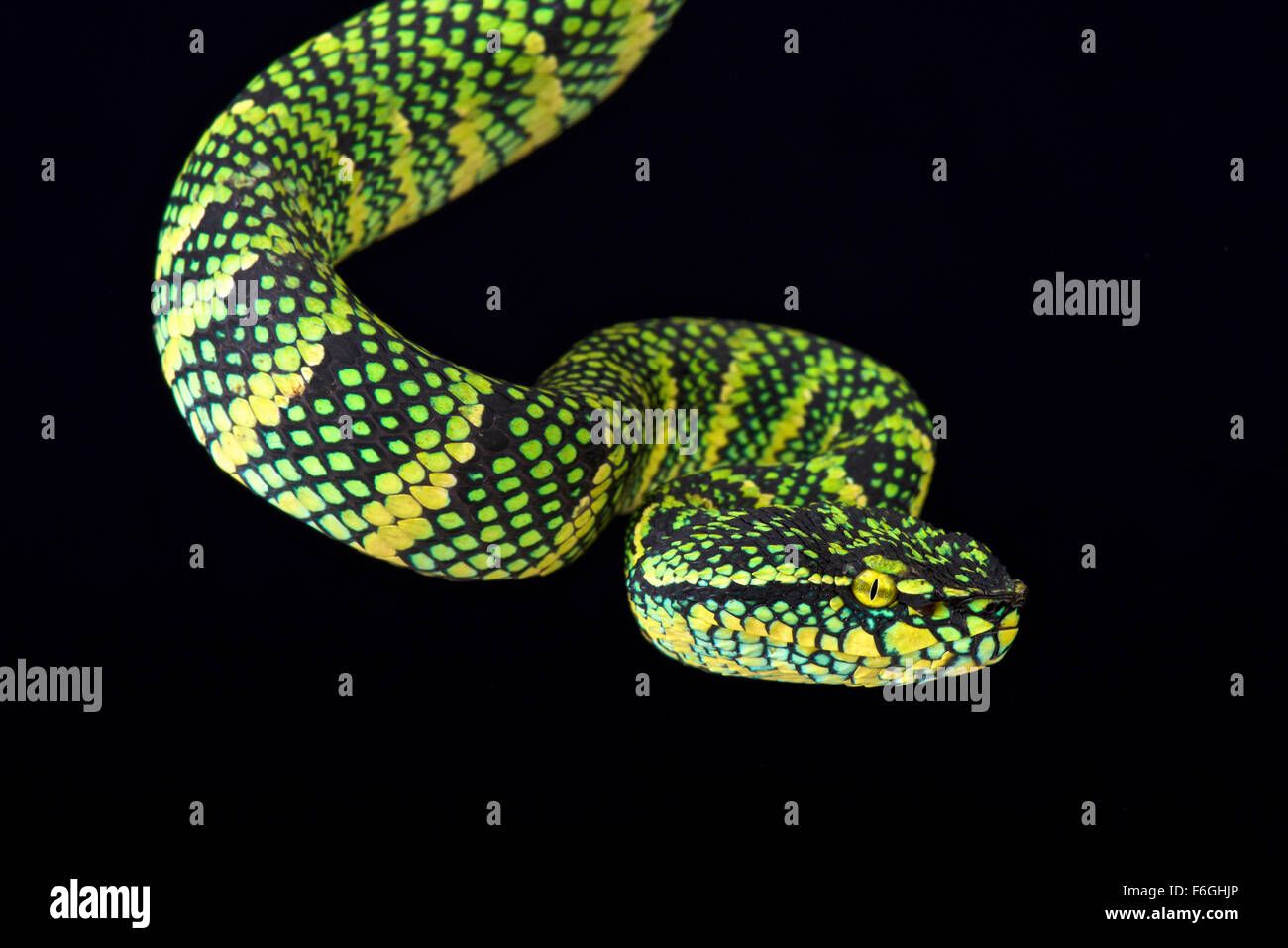 Wagler Baum Viper (Tropidolaemus Wagleri) Stockfoto