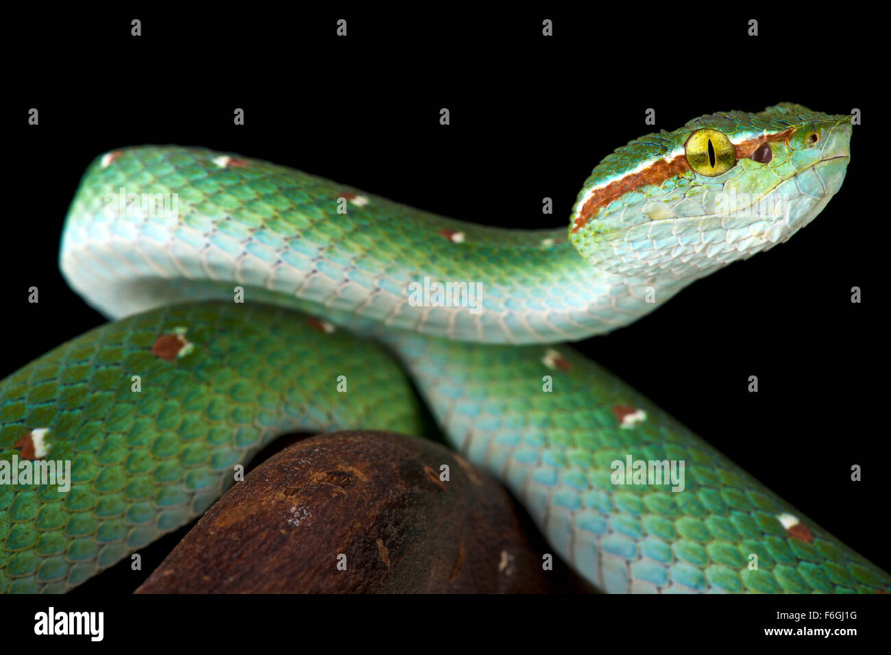 Wagler Baum Viper (Tropidolaemus Wagleri) männlich Stockfoto