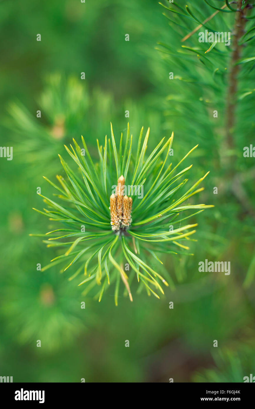 selektiven Fokus auf kleinen frischen Pinien Knospen von springtime Stockfoto