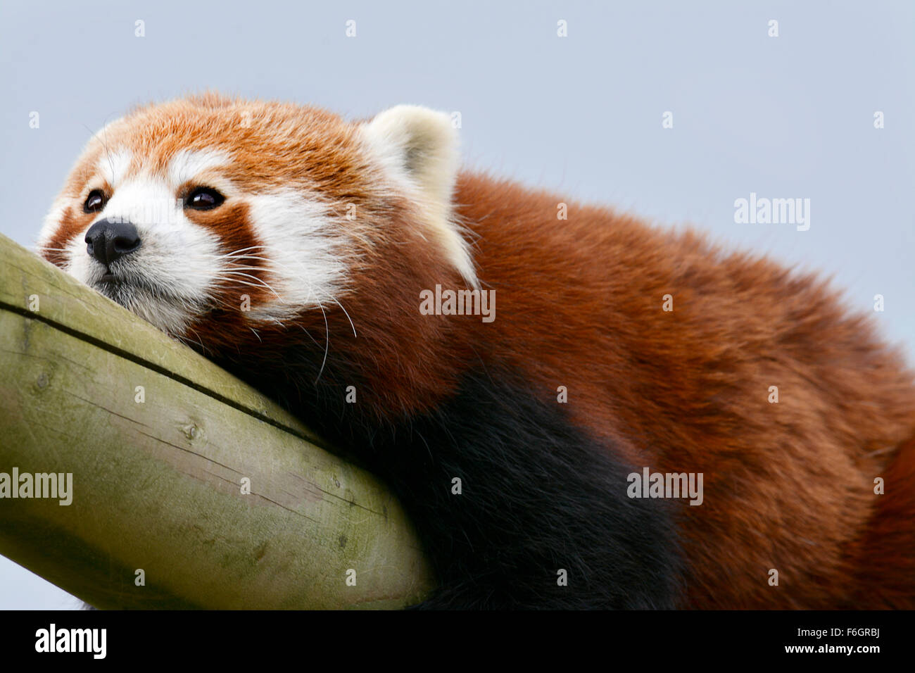 Schließen Sie herauf Bild ein roter Panda schauen gelangweilt Stockfoto