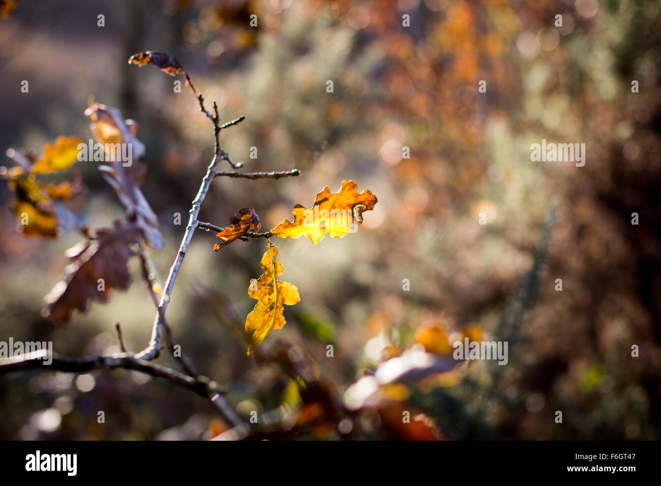 Bild von einige Blätter im Herbst auf einem kleinen Baum in Penallta Parc Nelson Caerphilly South Wales Stockfoto