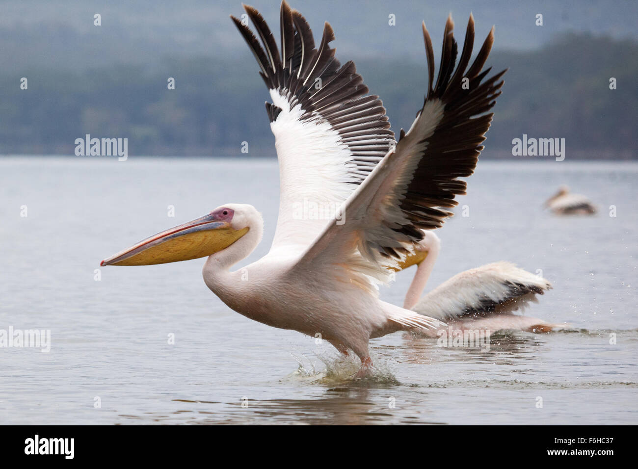 Rosapelikan fliegen auf der Seeoberfläche in Lake Narasha Nationalpark, Kenia, Afrika Stockfoto