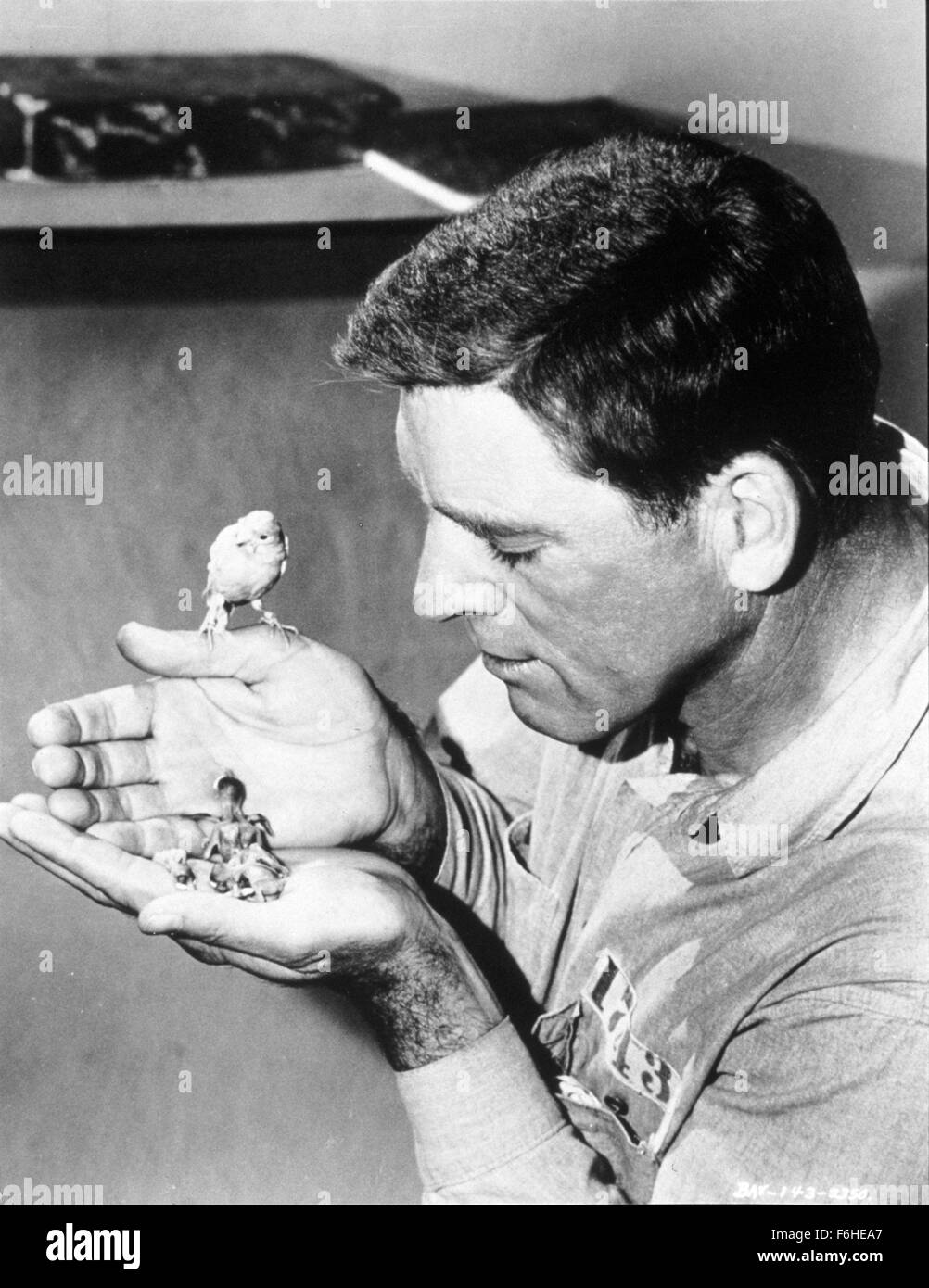 1962, Filmtitel: VOGELMANN von ALCATRAZ, Regie: JOHN FRANKENHEIMER, Studio: UA, im Bild: Tiere (mit Schauspielern), Vogel, JOHN FRANKENHEIMER. (Bild Kredit: SNAP) Stockfoto