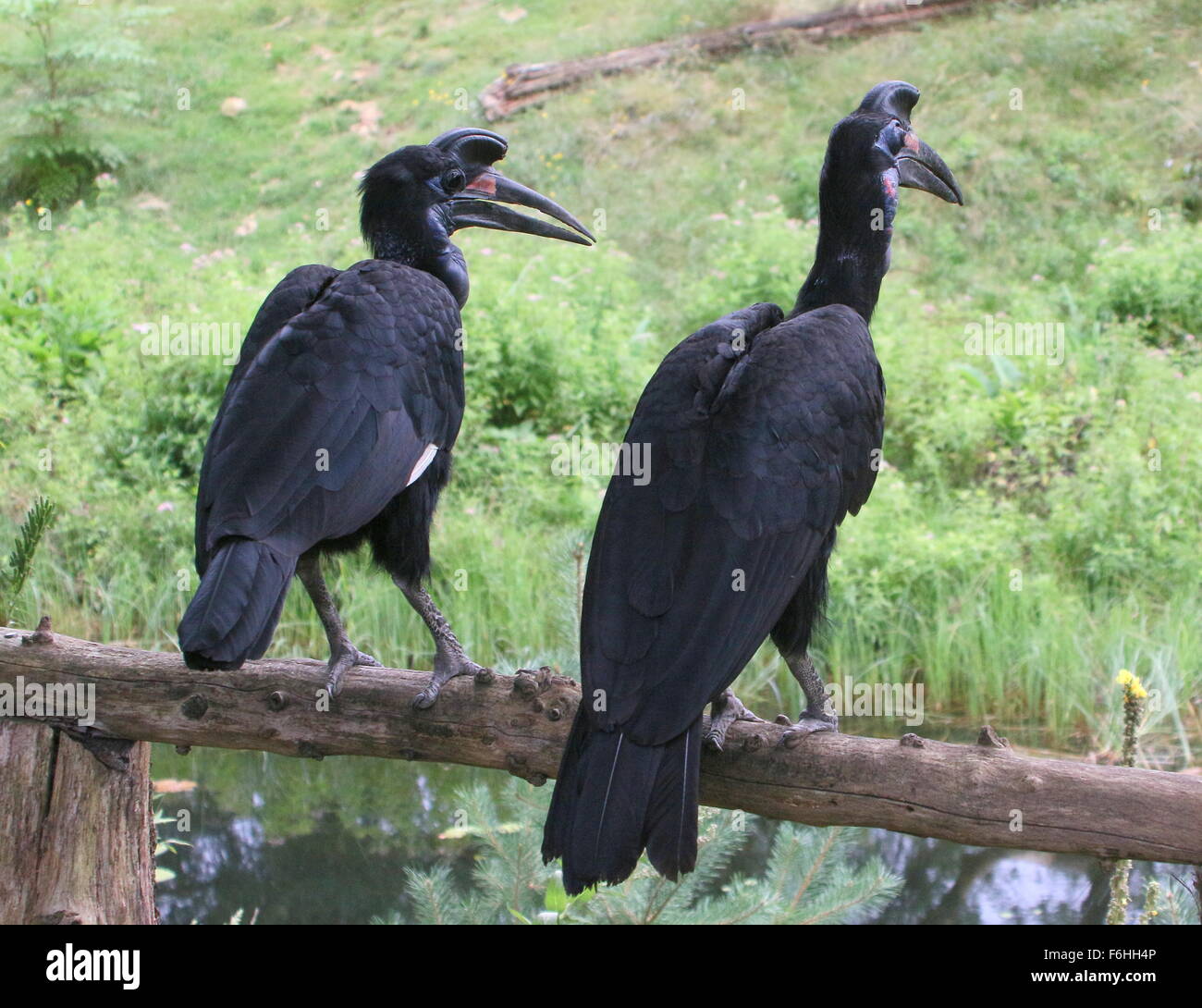 Männliche und weibliche Abessinier oder nördlichen Ground Hornbill (Bucorvus Abyssinicus) Stockfoto