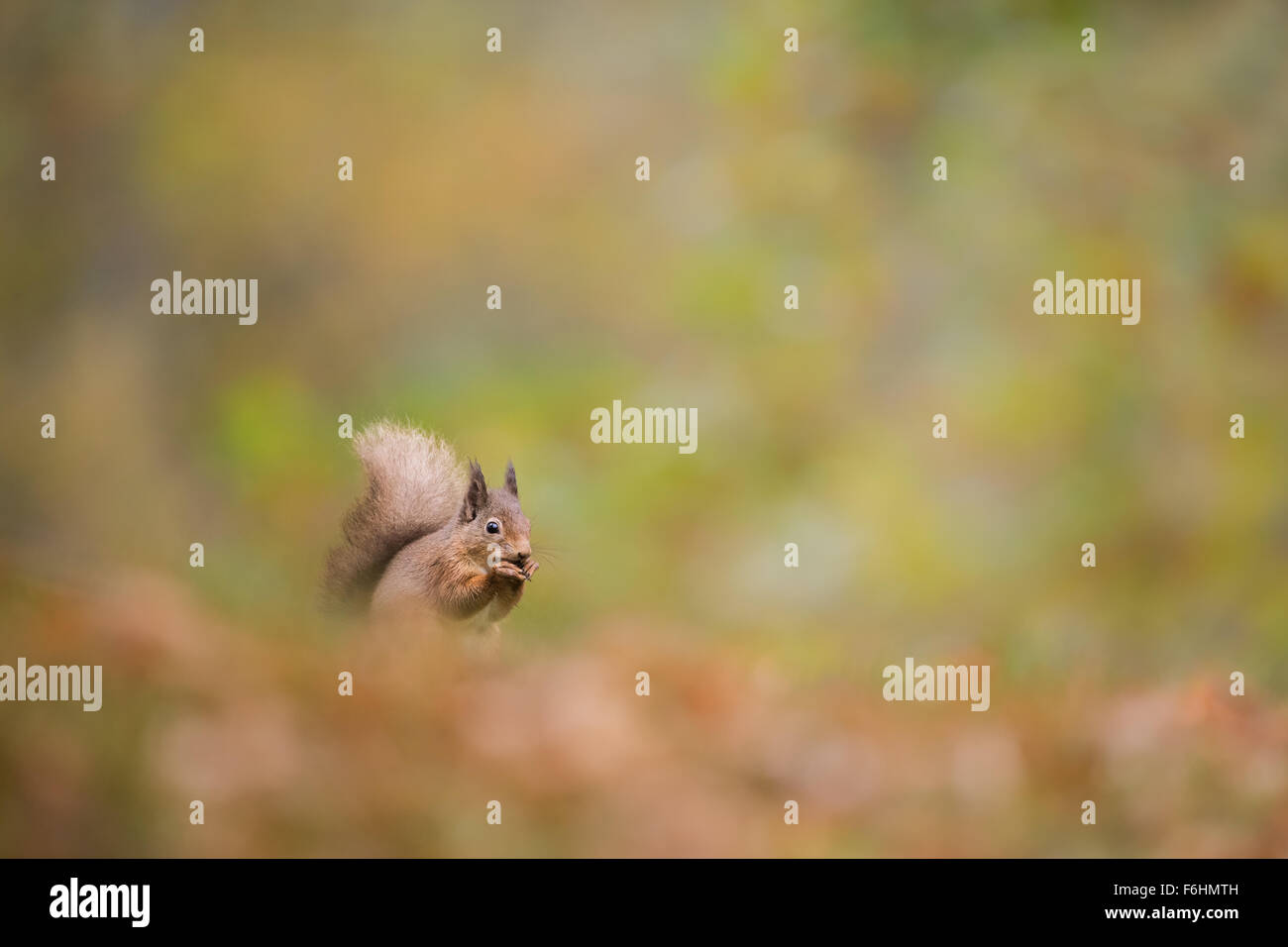 Eichhörnchen (Sciurus Vulgaris) abgebildeten Essen eine Nuss in einem Wald in den Cairngorms National Park, Schottland. Stockfoto