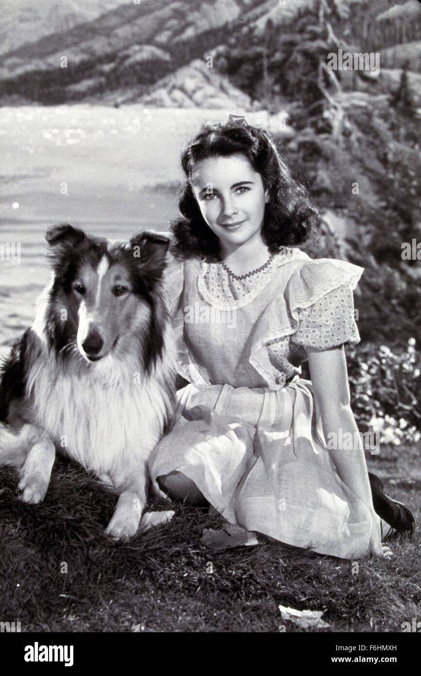 1946, Filmtitel: Mut von LASSIE, Regie: FRED WILCOX, Studio: MGM, abgebildet: Tiere (mit Schauspielern), LASSIE, ELIZABETH TAYLOR, KNIEND, STUDIO, Porträt, Hund. (Bild Kredit: SNAP) Stockfoto