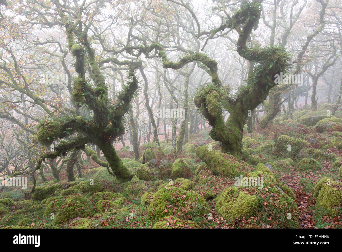 Verdrehte Eichen in Wistmans Holz Dartmoor National Park Devon Uk Stockfoto