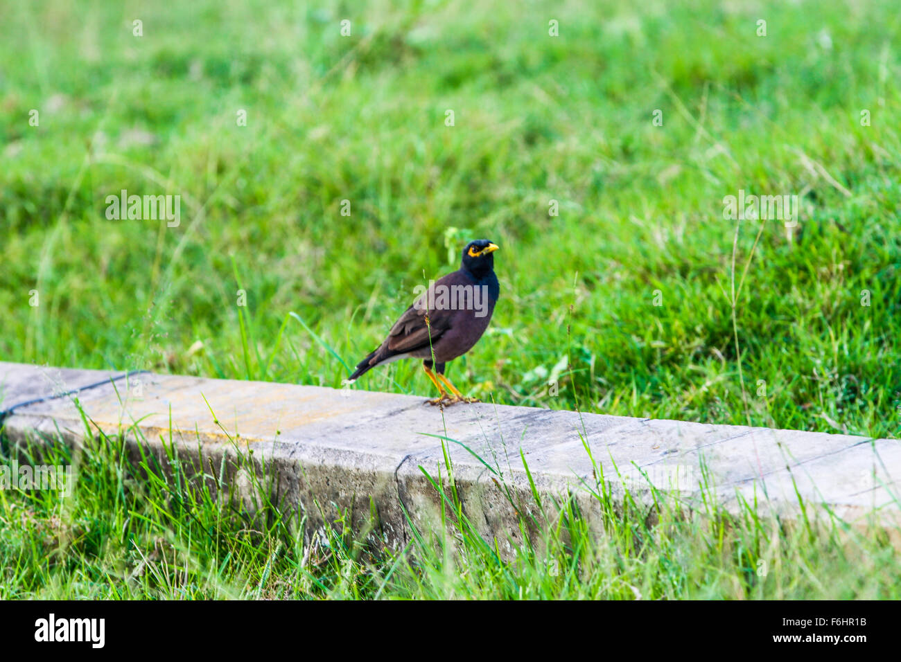 Myna oder Mynah Stockfoto