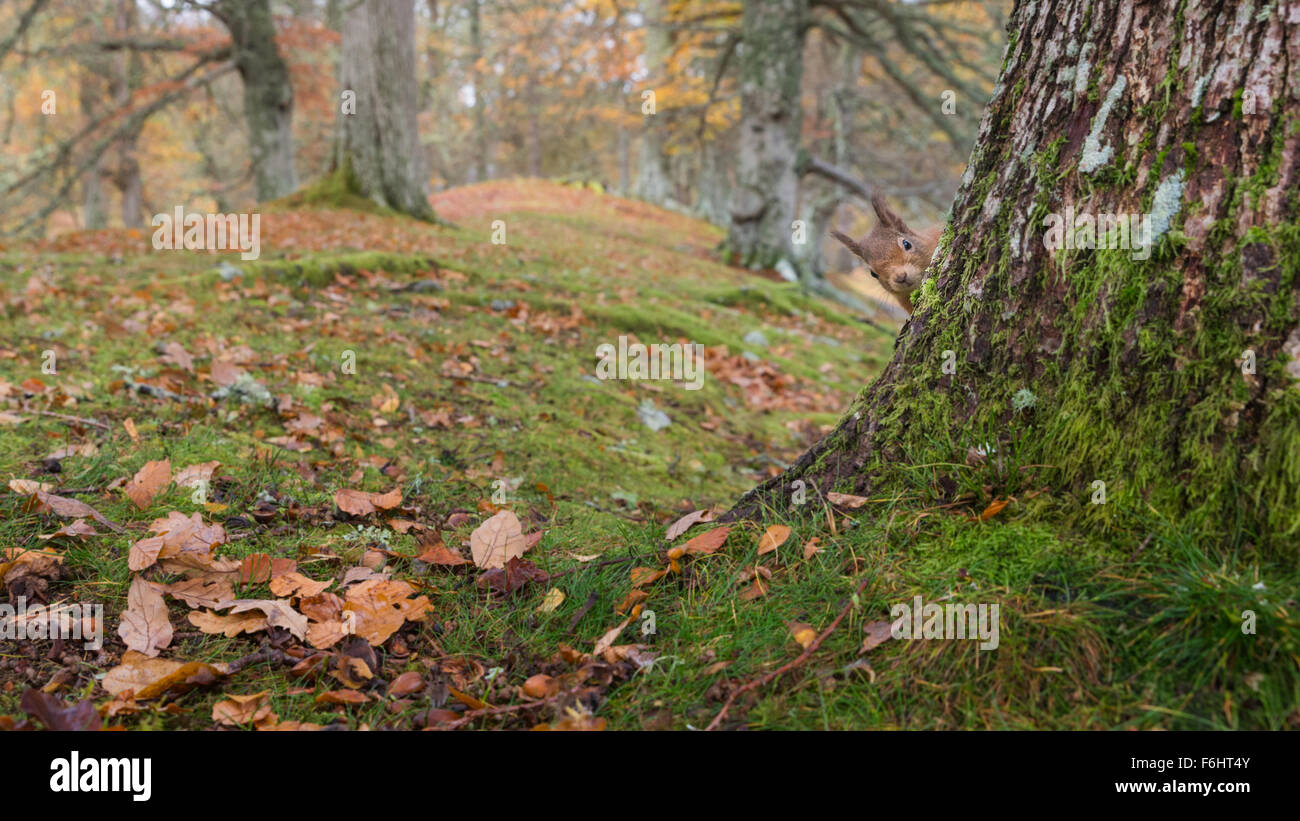 Eichhörnchen (Sciurus Vulgaris) abgebildeten spähen, um von einem Baum in einem Wald in den Cairngorms National Park, Schottland. Stockfoto