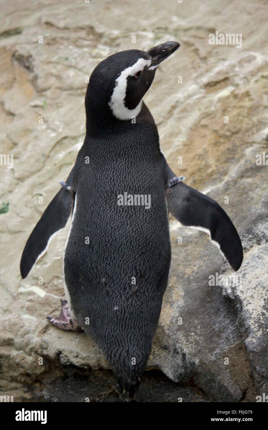 Lissabon, PORTUGAL - 24. Oktober 2014: Magellanic Penguin in Oceanario Lissabon Stockfoto