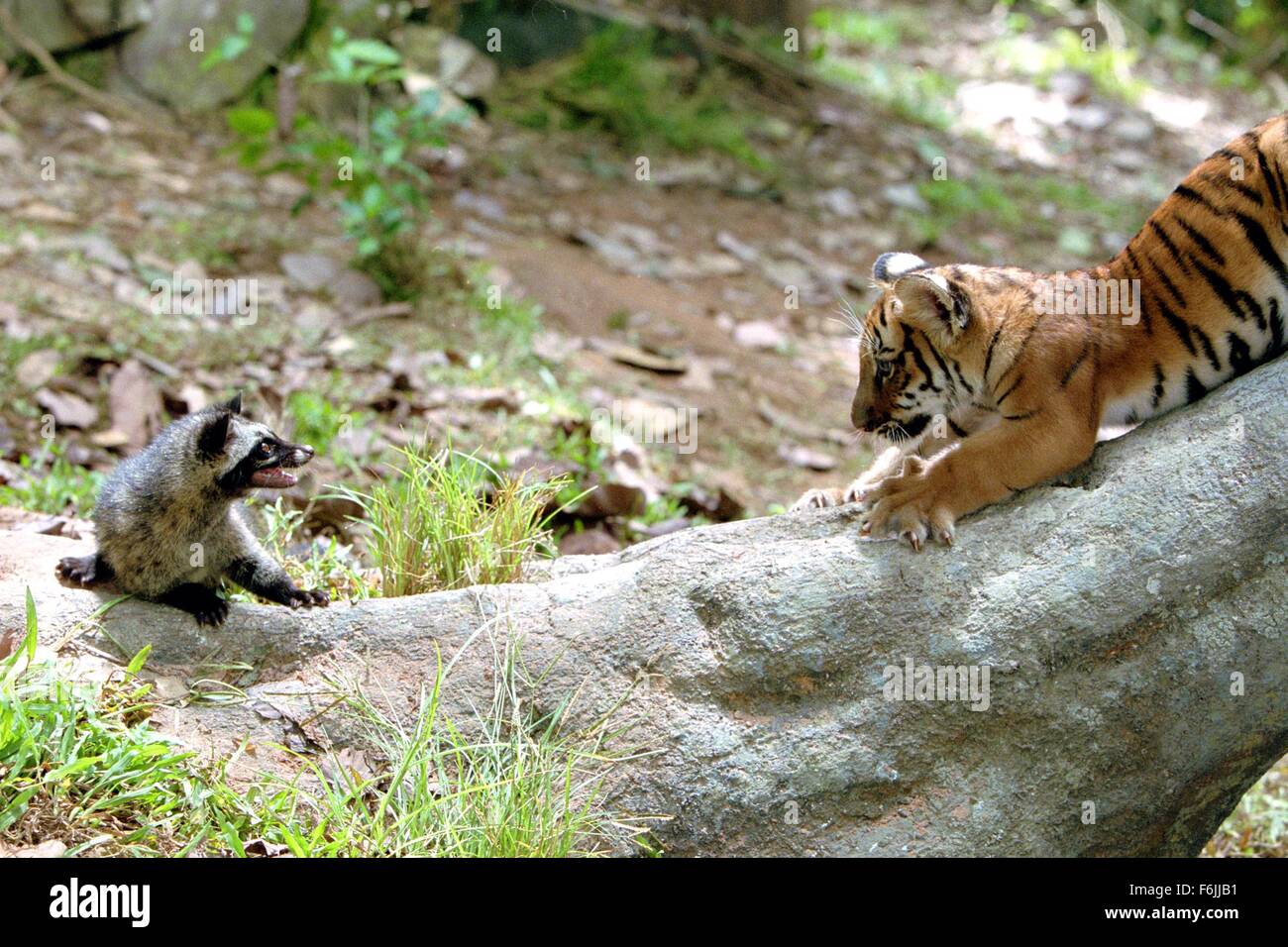 Datum der Freigabe: 25. Juni 2004. FILMTITEL: Zwei Brüder. STUDIO: Pathe. PLOT: Zwei Tiger sind als Jungtiere getrennt berücksichtigt und Gefangenschaft, nur um Jahre später als Feinde durch eine Explorer (Pearce) zusammengeführt werden, die versehentlich sie zwingt, einander zu kämpfen. IM BILD:. Stockfoto
