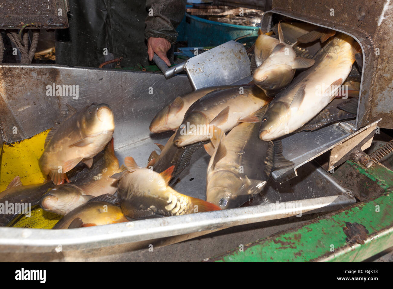 Die traditionelle Ernte von Karpfen. Fischzucht Produktion Teich Bošilec. Südböhmen, Tschechische Republik Stockfoto