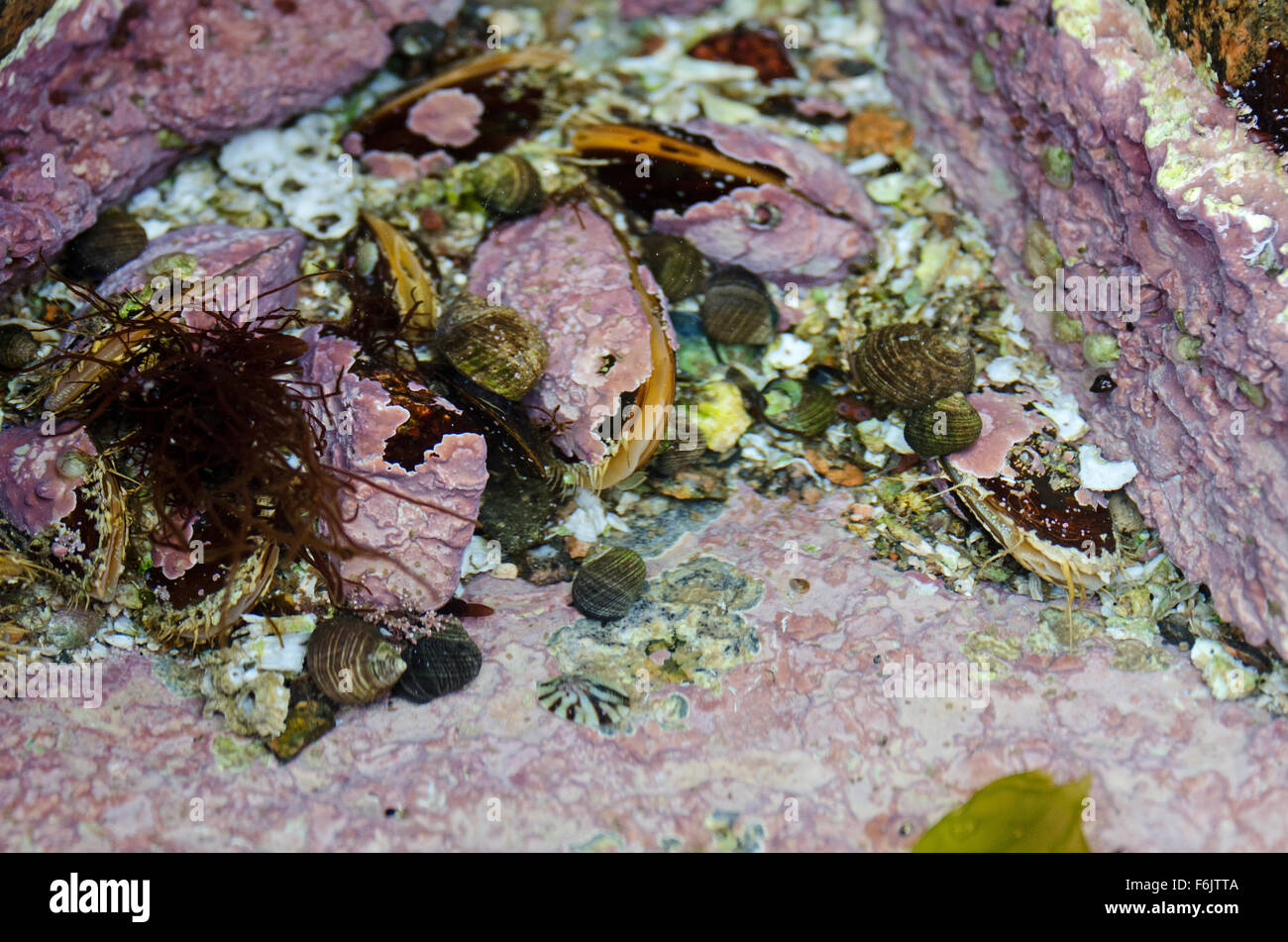 Pferd Muscheln inkrustiert mit rosa Coralline Fütterung in einem Tidepool mit Immergrün und Napfschnecken, Acadia National Park, Maine. Stockfoto