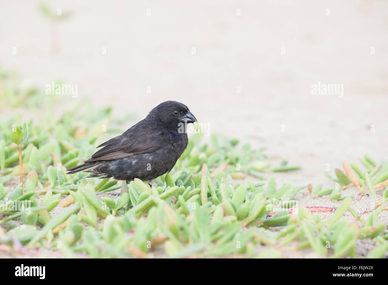 Galapagos kleine Boden Finch (Geospiza Fuliginosa) Essen. Stockfoto