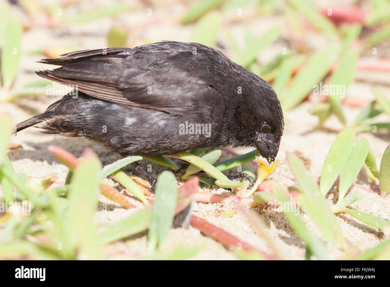 Galapagos kleine Boden Finch (Geospiza Fuliginosa) Essen. Stockfoto
