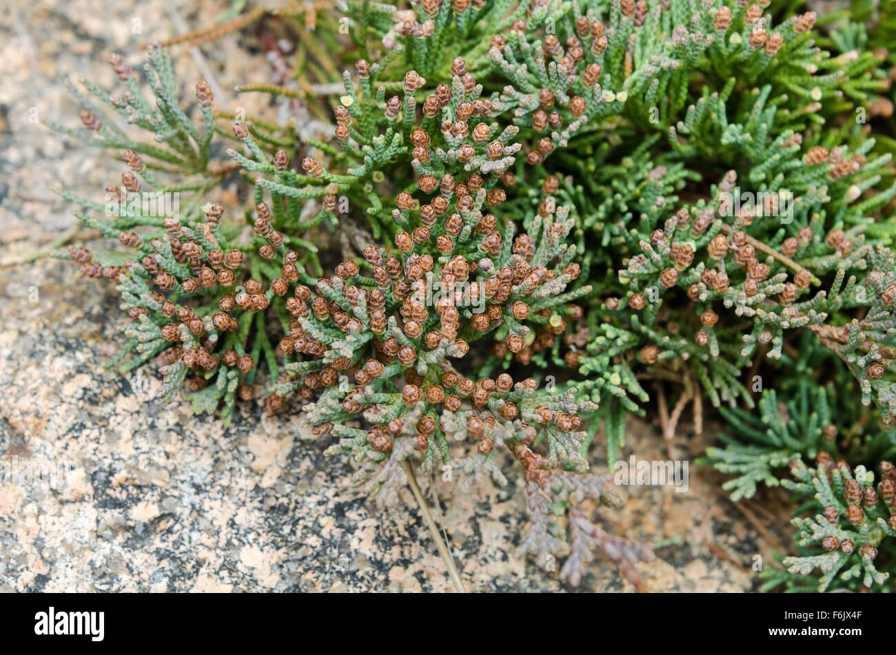 Nahaufnahme der einheimischen Bar Harbor Wacholder (Juniperus Horizontalis) auf den Klippen in Otter Cove, Acadia National Park, Maine. Stockfoto