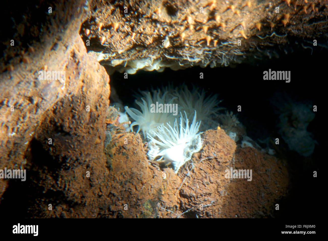 Erscheinungsdatum: 28. Januar 2005 Film Titel: Aliens von der tiefen STUDIO: Buena Vista Bilder Regisseur: James Cameron, Steven Quale PLOT: James Cameron verbündet sich mit NASA-Wissenschaftler, der mittelozeanische Rücken, eine versunkene Kette der Berge zu erkunden, dass Band der Erde und sind Heimat einiger der einzigartigsten Lebensformen unseres Planeten.   Bild: Szene aus dem Dokumentarfilm.   (Bild Kredit: C Buena Vista Pictures/Entertainment Bilder) Stockfoto