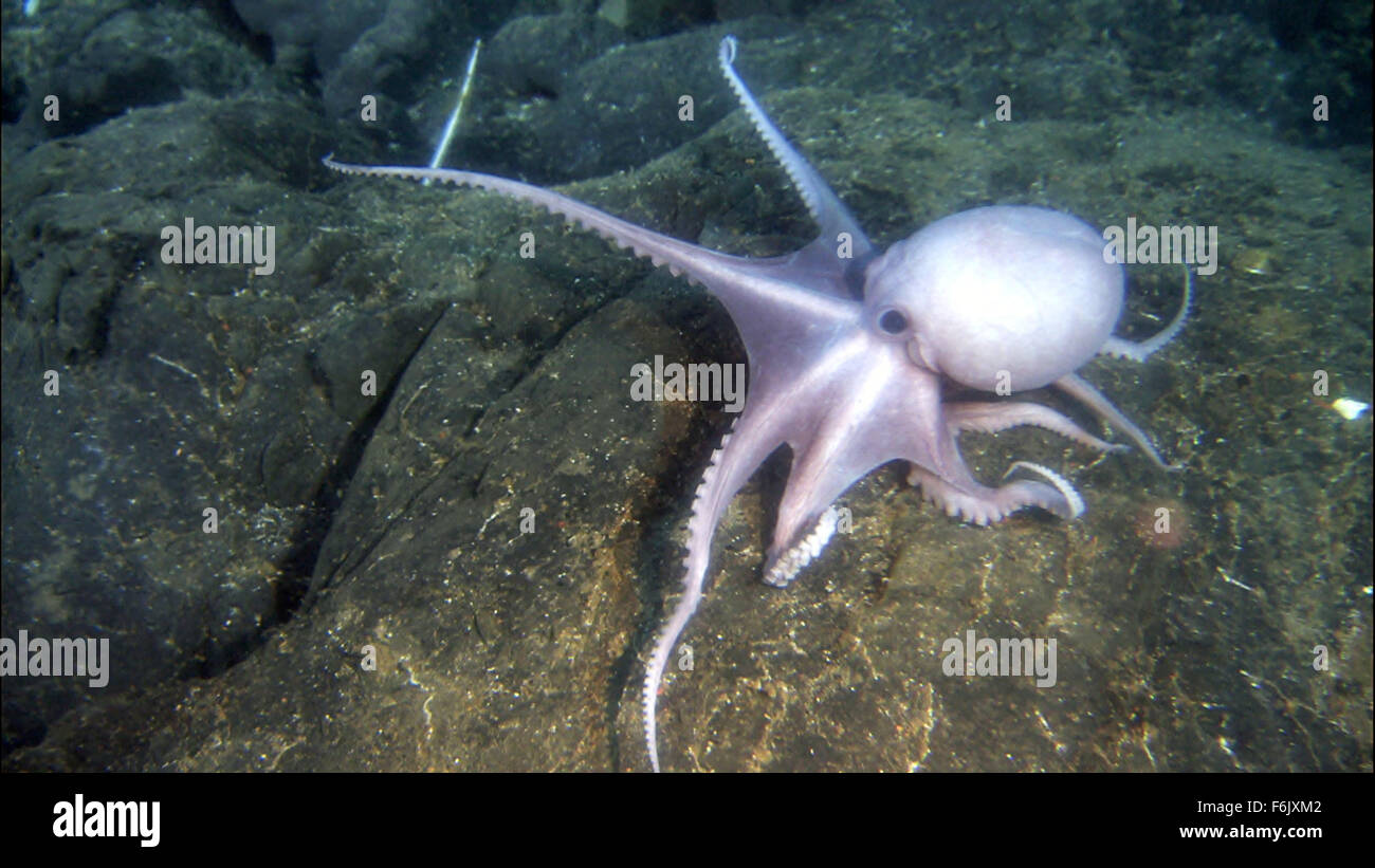 Erscheinungsdatum: 28. Januar 2005 Film Titel: Aliens von der tiefen STUDIO: Buena Vista Bilder Regisseur: James Cameron, Steven Quale PLOT: James Cameron verbündet sich mit NASA-Wissenschaftler, der mittelozeanische Rücken, eine versunkene Kette der Berge zu erkunden, dass Band der Erde und sind Heimat einiger der einzigartigsten Lebensformen unseres Planeten.   Bild: Oktopus in einer Szene aus dem Dokumentarfilm.   (Bild Kredit: C Buena Vista Pictures/Entertainment Bilder) Stockfoto