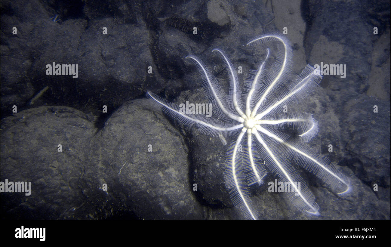 Erscheinungsdatum: 28. Januar 2005 Film Titel: Aliens von der tiefen STUDIO: Buena Vista Bilder Regisseur: James Cameron, Steven Quale PLOT: James Cameron verbündet sich mit NASA-Wissenschaftler, der mittelozeanische Rücken, eine versunkene Kette der Berge zu erkunden, dass Band der Erde und sind Heimat einiger der einzigartigsten Lebensformen unseres Planeten.   Bild: Szene aus dem Dokumentarfilm.   (Bild Kredit: C Buena Vista Pictures/Entertainment Bilder) Stockfoto