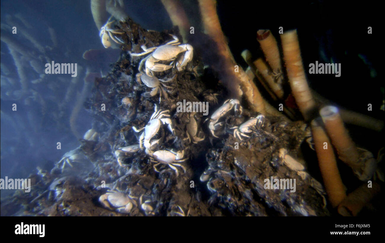 Erscheinungsdatum: 28. Januar 2005 Film Titel: Aliens von der tiefen STUDIO: Buena Vista Bilder Regisseur: James Cameron, Steven Quale PLOT: James Cameron verbündet sich mit NASA-Wissenschaftler, der mittelozeanische Rücken, eine versunkene Kette der Berge zu erkunden, dass Band der Erde und sind Heimat einiger der einzigartigsten Lebensformen unseres Planeten.   Bild: Weiße Vent Krabben.   (Bild Kredit: C Buena Vista Pictures/Entertainment Bilder) Stockfoto