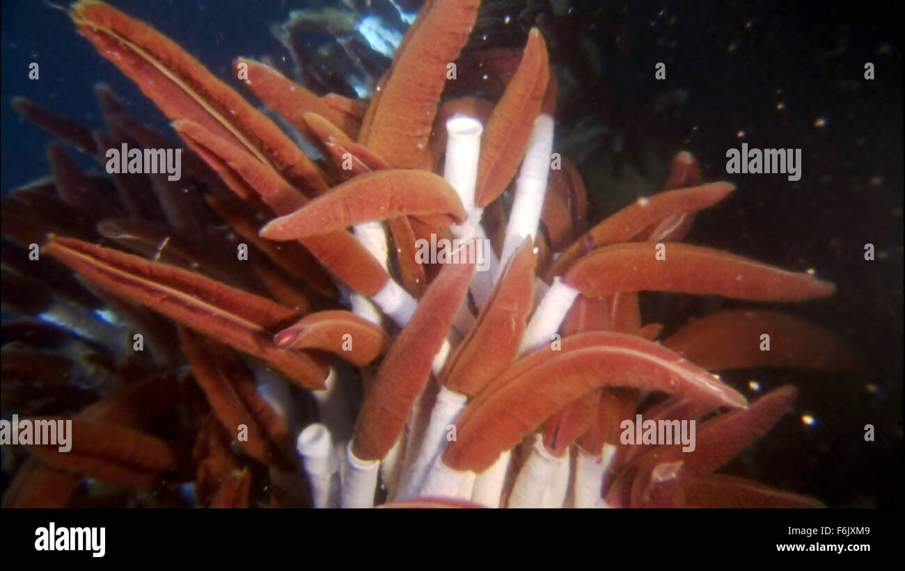 Erscheinungsdatum: 28. Januar 2005 Film Titel: Aliens von der tiefen STUDIO: Buena Vista Bilder Regisseur: James Cameron, Steven Quale PLOT: James Cameron verbündet sich mit NASA-Wissenschaftler, der mittelozeanische Rücken, eine versunkene Kette der Berge zu erkunden, dass Band der Erde und sind Heimat einiger der einzigartigsten Lebensformen unseres Planeten.   Bild: Szene aus dem Dokumentarfilm.   (Bild Kredit: C Buena Vista Pictures/Entertainment Bilder) Stockfoto