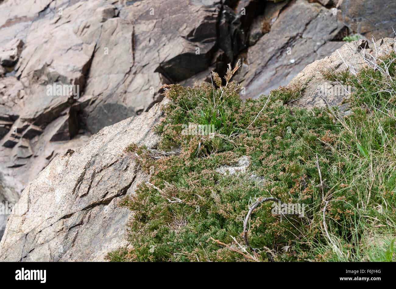 Native Bar Harbor Wacholder (Juniperus Horizontalis) auf den Klippen in Otter Cove, Acadia National Park, Maine. Stockfoto