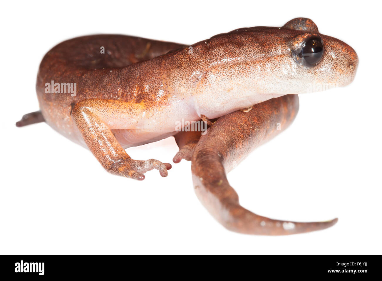 Ein Oregon ensatina Salamander (Ensatina eschscholtzii Oregonensis). Auf weißem Hintergrund fotografiert. Stockfoto