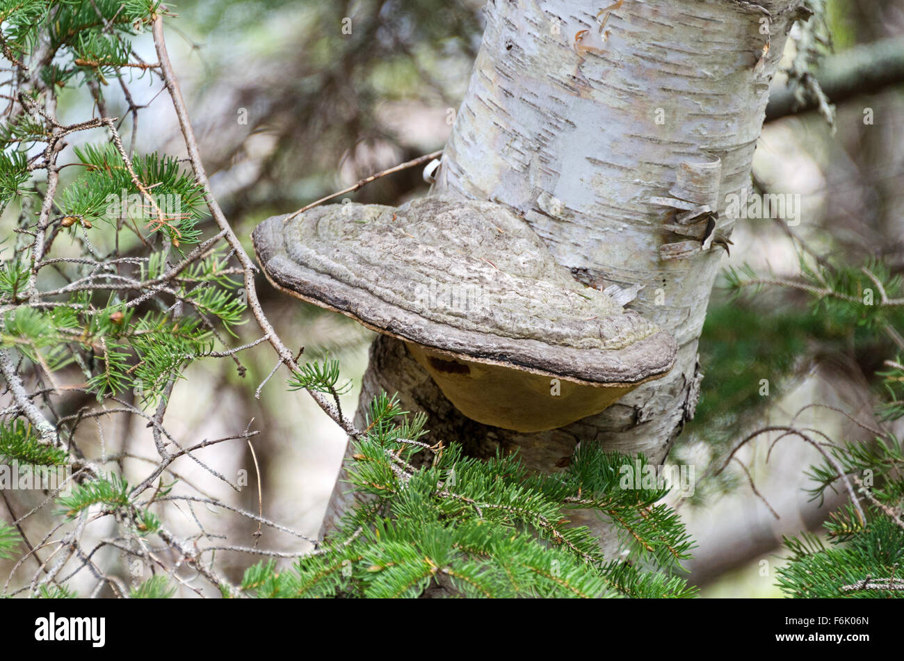 Des Künstlers Conk (Ganoderma Applanatum) wächst auf einer Birke (Betula Papyrifera) in der Nähe von Blackwoods, Acadia National Park, Maine. Stockfoto