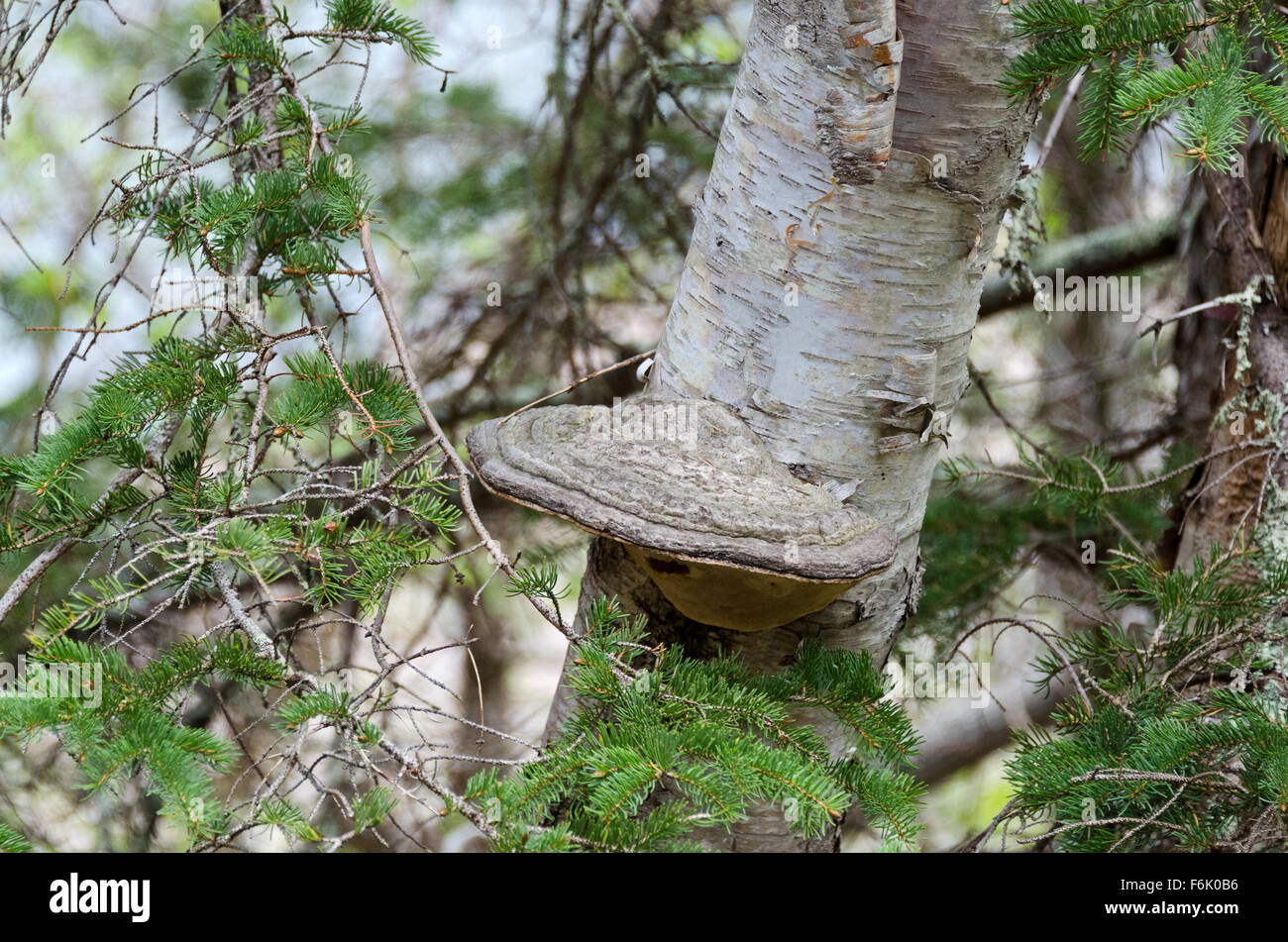 Des Künstlers Conk (Ganoderma Applanatum) wächst auf einer Birke (Betula Papyrifera) in der Nähe von Blackwoods, Acadia National Park, Maine. Stockfoto