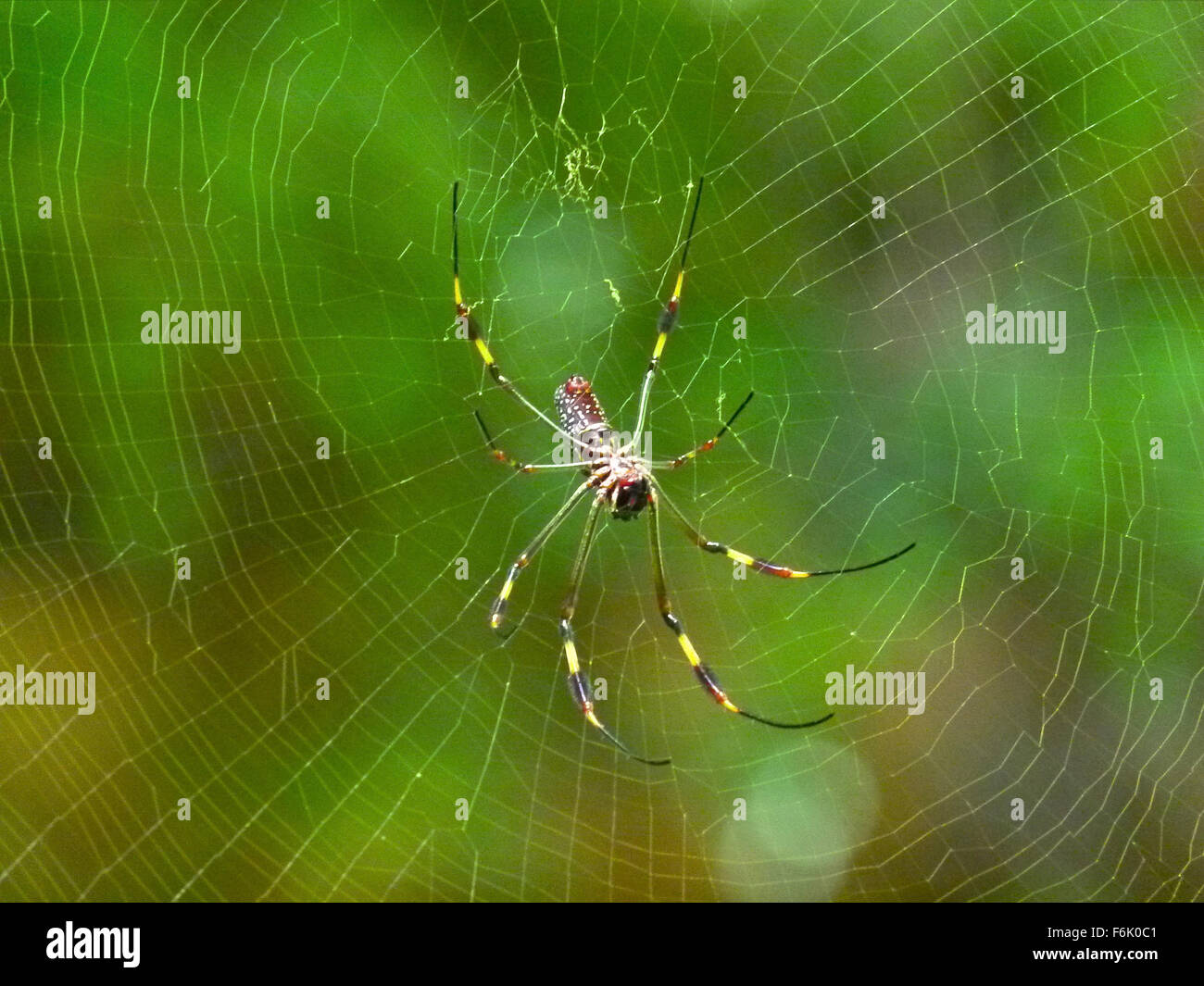 Natur, Spinne, Spinnen, Stege, Dschungel, Tiere, Insekten Stockfotografie -  Alamy