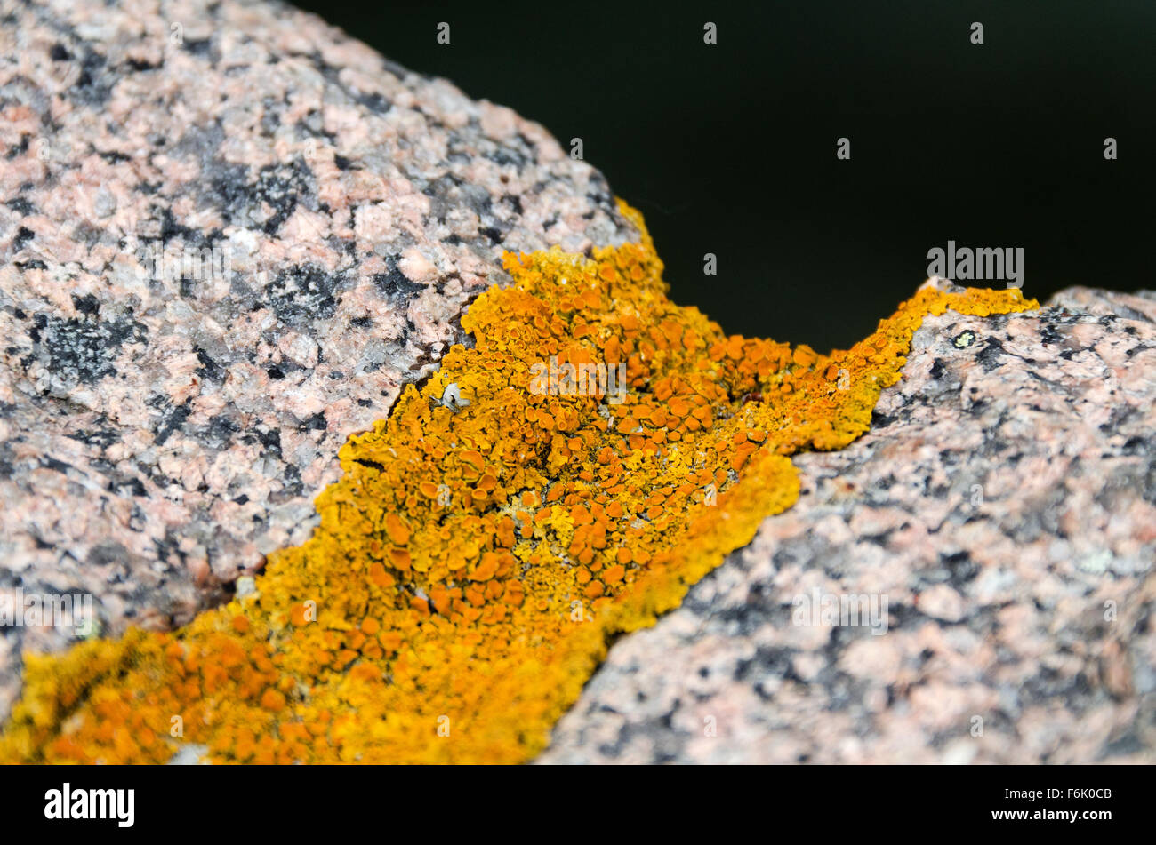 Xanthoria Parietina Flechten wachsen auf einen Granitstein Umgang auf dem Otter Cove Causeway, Acadia National Park, Maine. Stockfoto