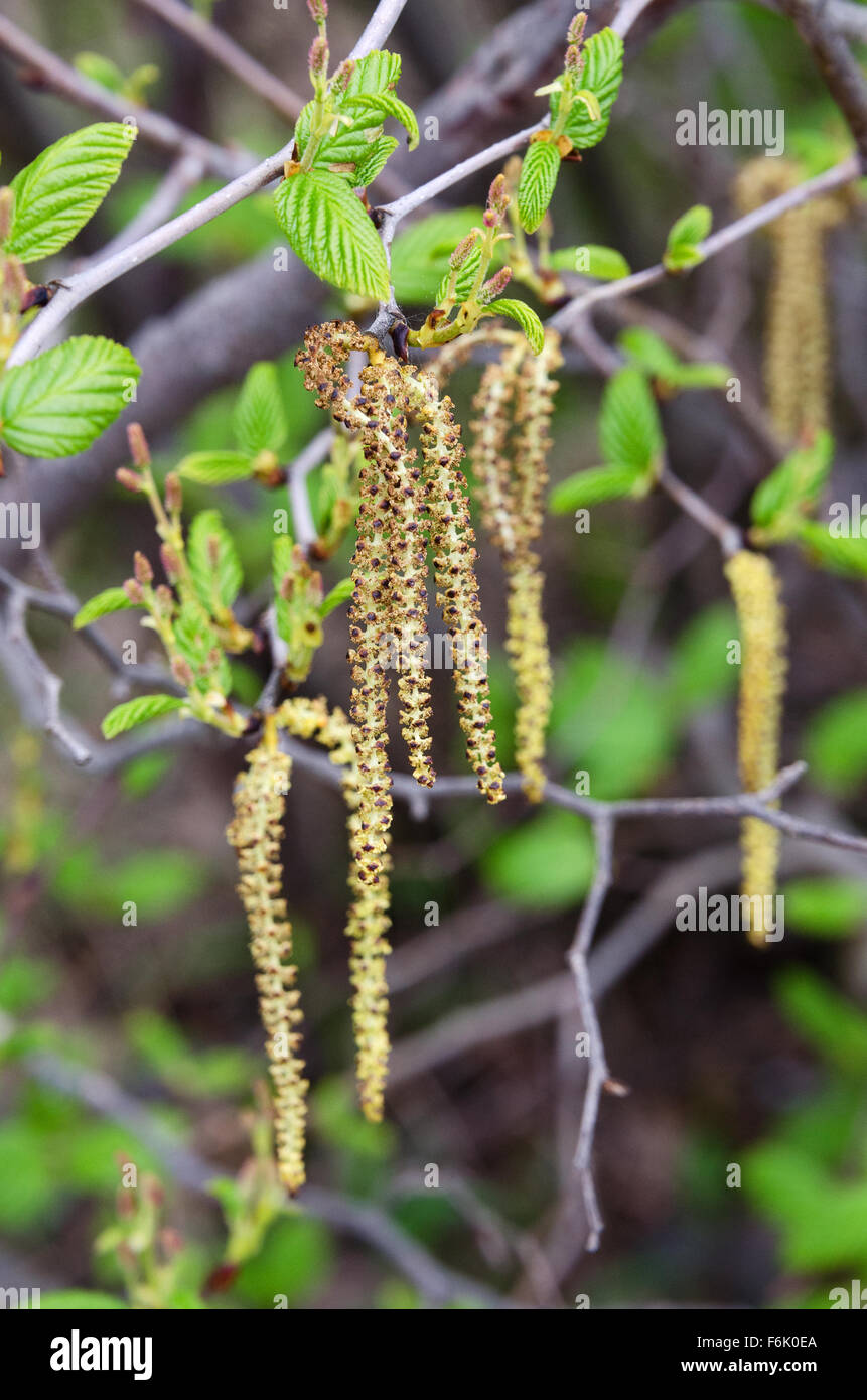 Männlichen Kätzchen, angehende weibliche Zapfen und keimhaft Blätter auf einem gesprenkelten Erlen (Alnus Incana), Acadia National Park, Maine. Stockfoto