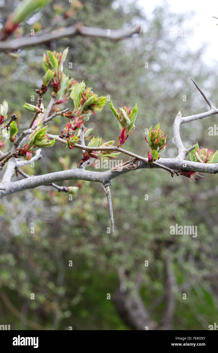Neue Blätter an einem Baum wilde Weißdorn in Otter Creek, Acadia National Park, Maine unfurling. Stockfoto
