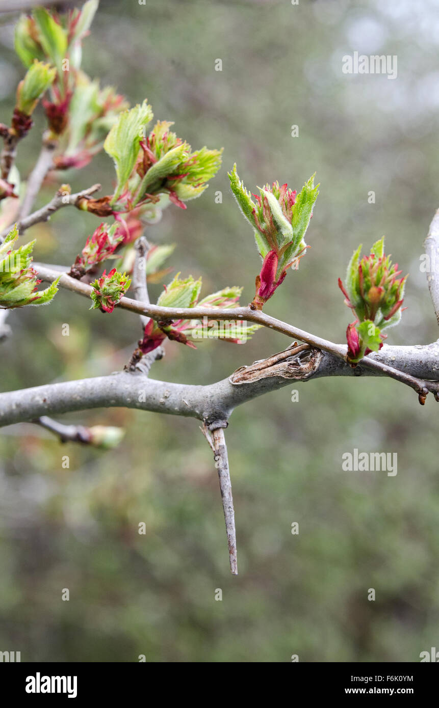 Neue Blätter an einem Baum wilde Weißdorn in Otter Creek, Acadia National Park, Maine unfurling. Stockfoto