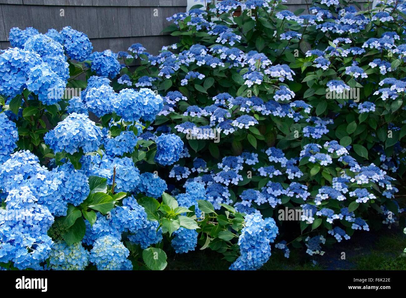 Schöne blaue Hortensien in einem Garten in Chatham, Cape Cod, USA Stockfoto
