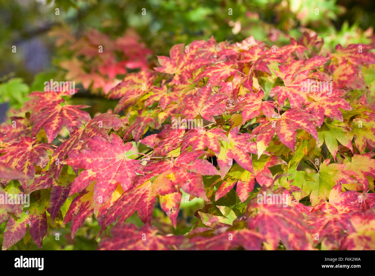 Acer Japonicum Blätter im Herbst. Stockfoto
