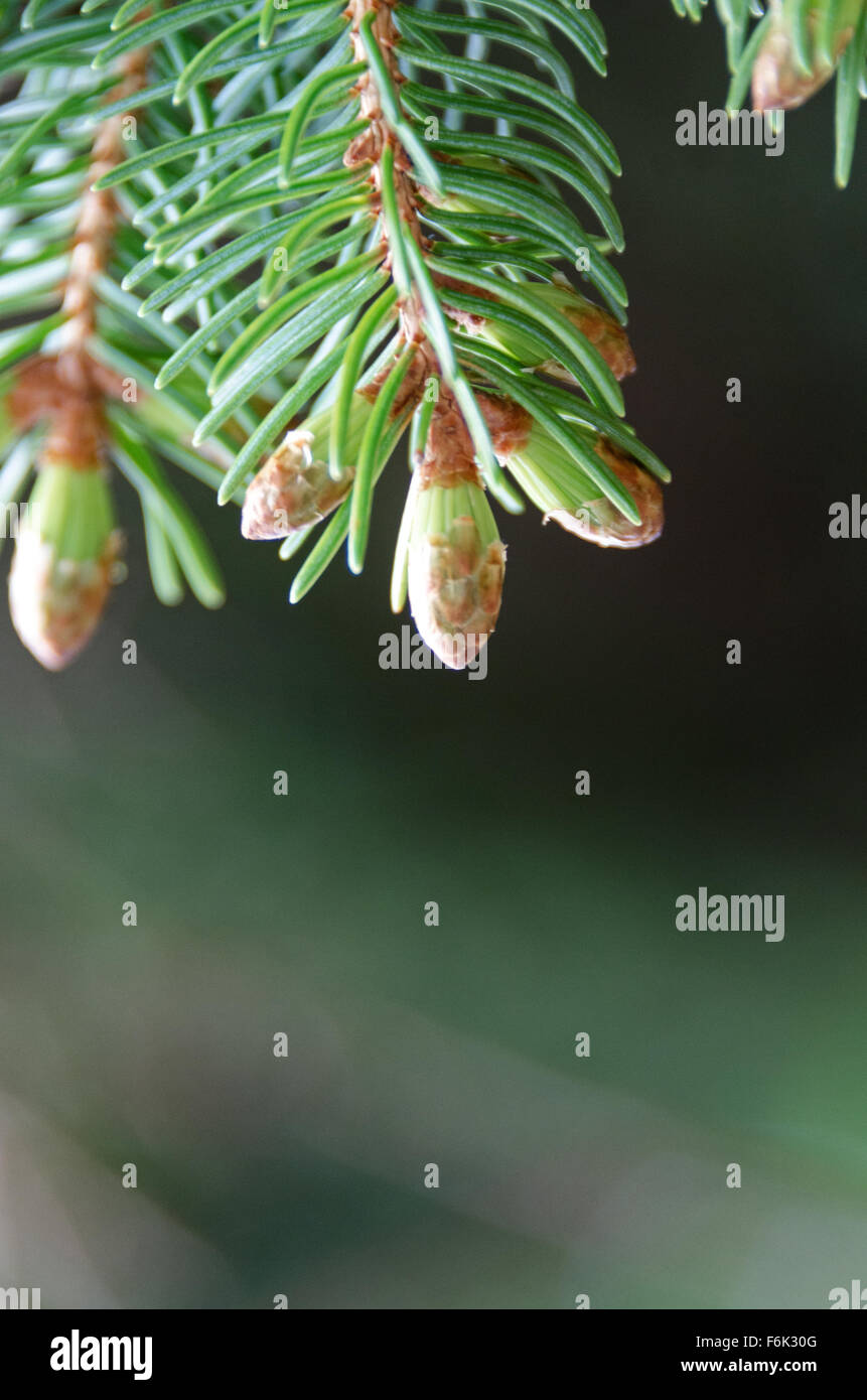 Nahaufnahme der neuen Nadeln an der Spitze der rot-Fichte (Picea Rubens) Zweige, Maine sprießen. Stockfoto