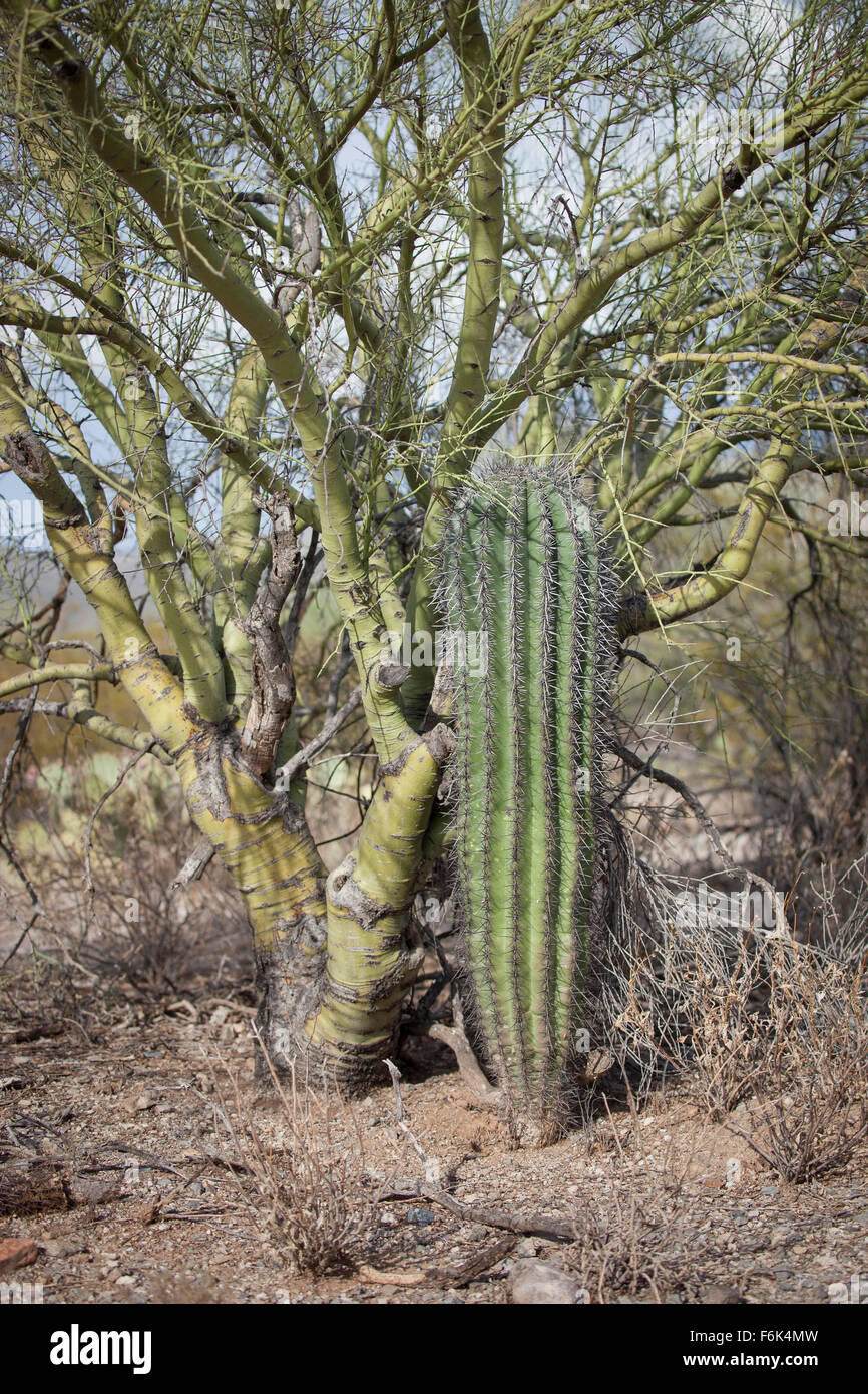Ein hervorragendes Beispiel fr eine Krankenschwester-Baum: dieser Saguaro- Kaktus berlebt die raue Sonne im Schatten dieses Baumes Palo Verde  Stockfotografie - Alamy