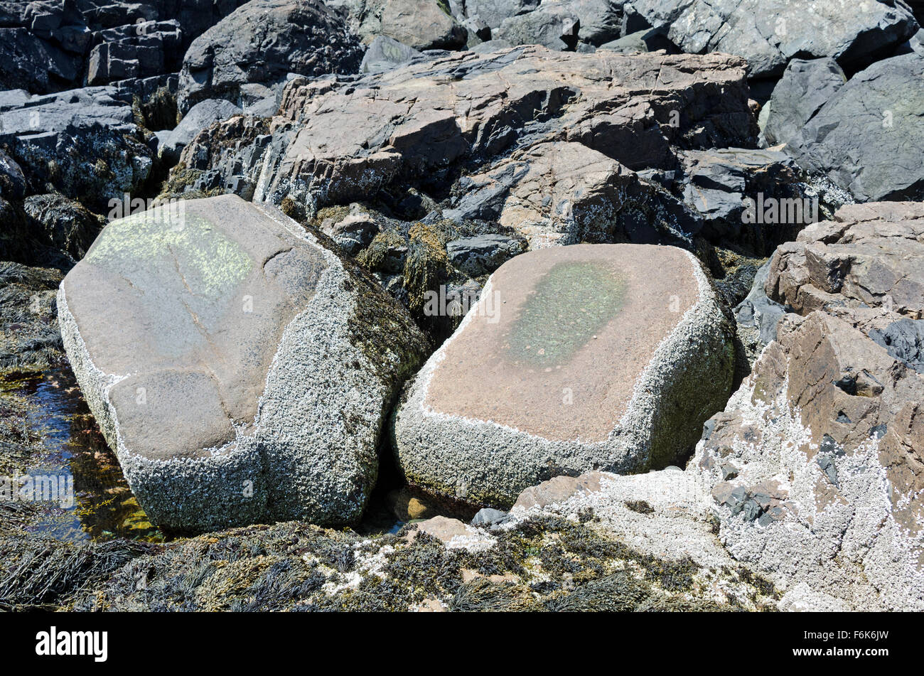 Rosa Granitfelsen mit Seepocken verkrustet; Flecken von marinen Alge von Immergrün gegessen; Acadia Nationalpark in Maine. Stockfoto