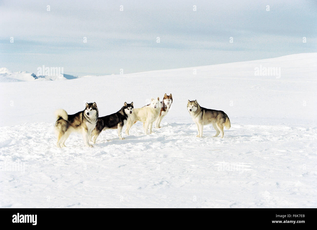 Erscheinungsdatum: 17. Februar 2006. FILMTITEL: Acht unten. STUDIO: Walt Disney Pictures. PLOT: In der Antarktis muss nach einer Expedition mit Dr. Davis McClaren, der Sled Dog Trainer Jerry Shepherd die polar Basis mit seinen Kollegen aufgrund der Nähe der einen ordentlichen Schneesturm verlassen. Er fesselt seine Hunde nach, gerettet werden aber die Mission ist genannt-aus und die Hunde bleiben allein auf ihr eigenes Glück. Sechs Monate lang versucht Jerry einen Sponsor für eine Rettungsmission zu finden, während seine Hunde ums Überleben kämpfen. IM BILD:. Stockfoto