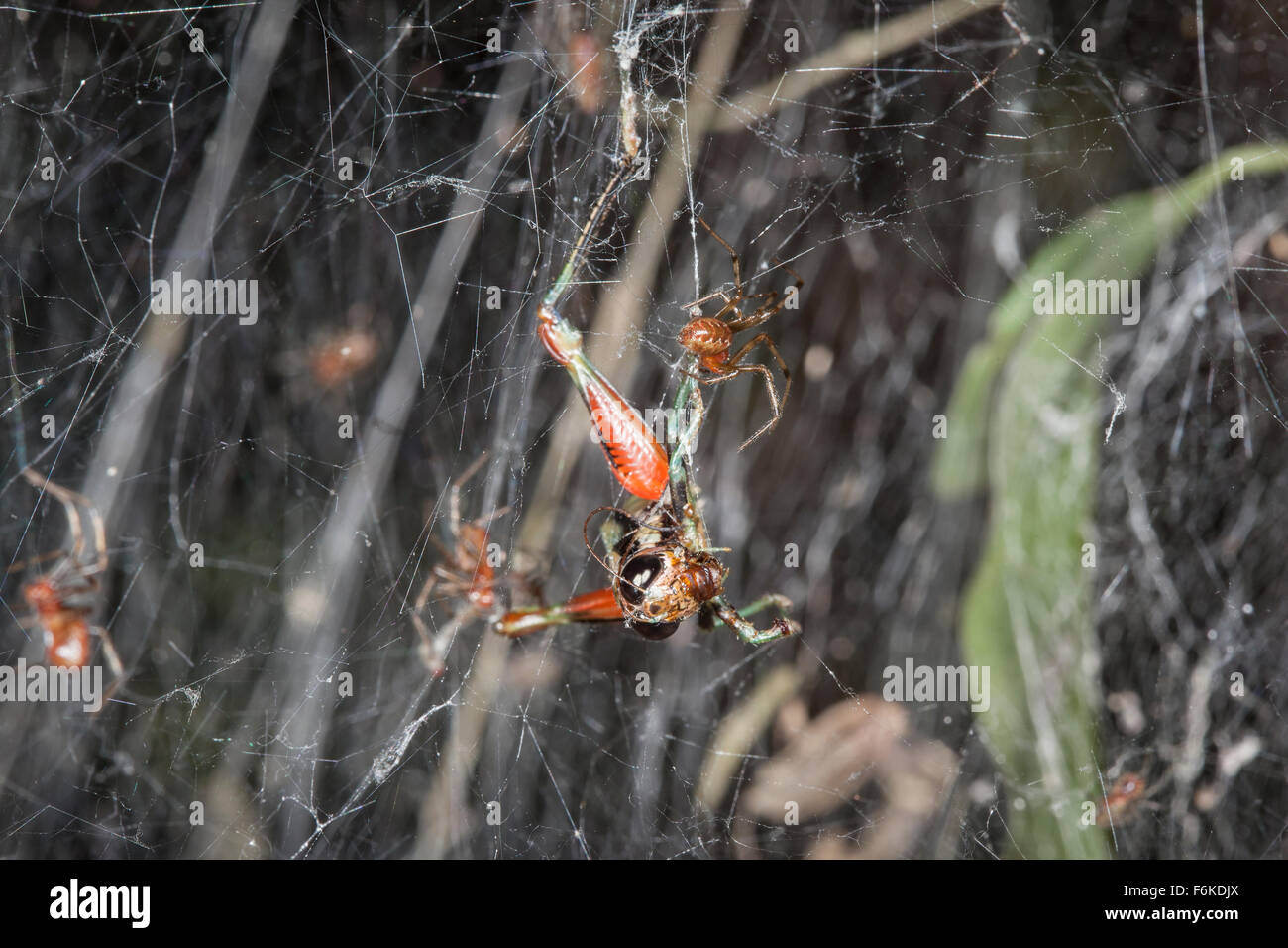 Kommunale Web weben Spinnen können einzelne Spinne allein könnte viel größere Beute (z.B., diese Heuschrecke) als irgendein nehmen. Stockfoto