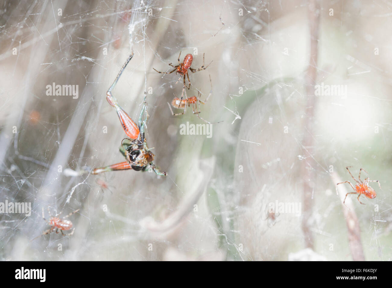 Kommunale Web weben Spinnen können einzelne Spinne allein könnte viel größere Beute (z.B., diese Heuschrecke) als irgendein nehmen. Stockfoto