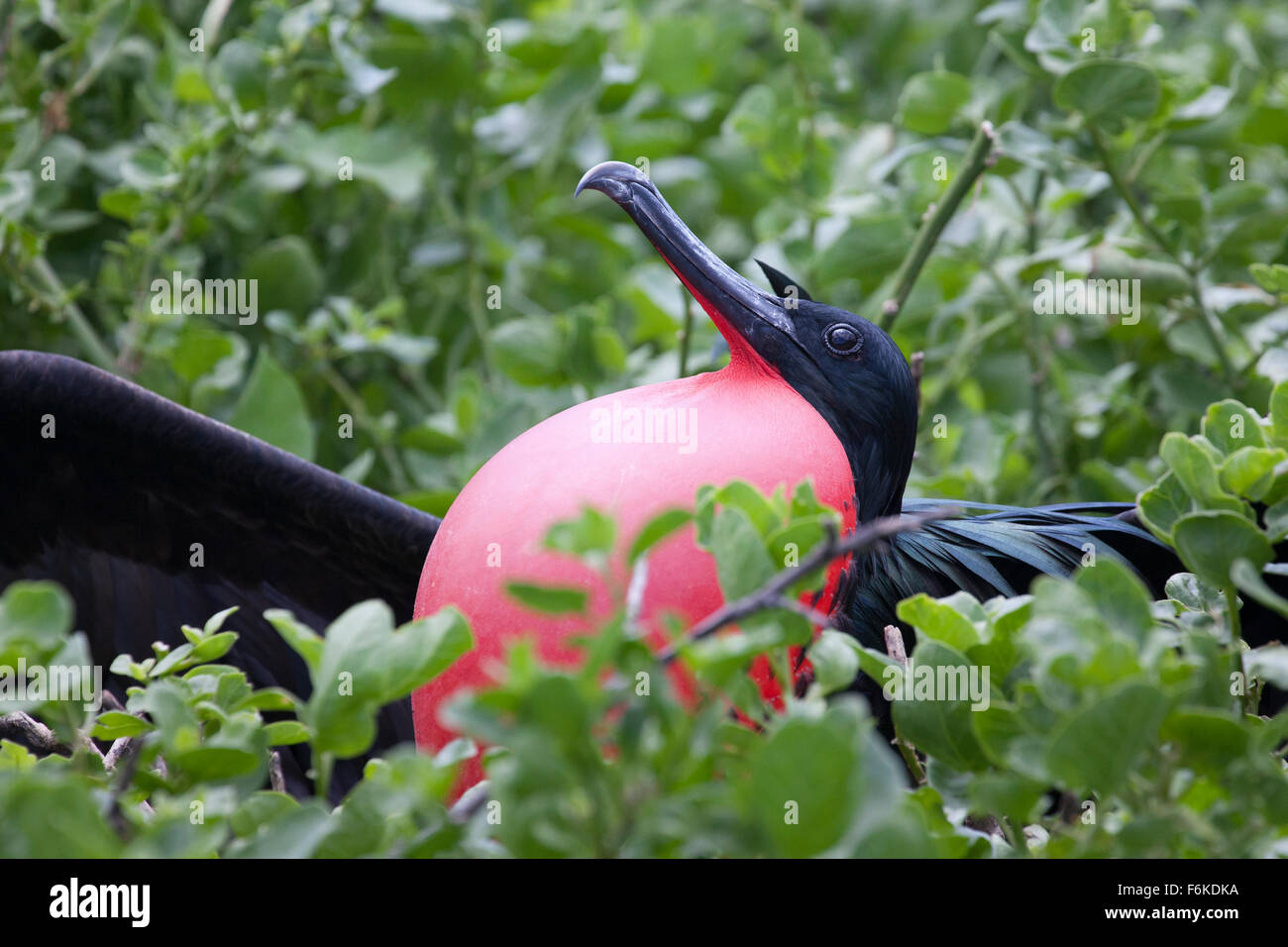 Großen Fregattvogels (Fregata minor) Anzeige mit überhöhten unbefiederten Sac (Kehlsack). Stockfoto