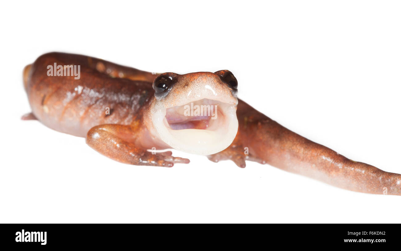 Ein Oregon ensatina Salamander (Ensatina eschscholtzii Oregonensis) Gähnen. Auf weißem Hintergrund fotografiert. Stockfoto