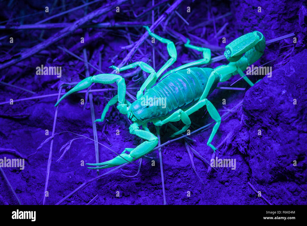 Wüste behaarte Skorpion (Hadrurus Spadix) im östlichen Oregon, USA, unter UV-Licht fluoreszieren. Stockfoto